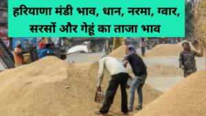 Haryana mandi bhav Today 