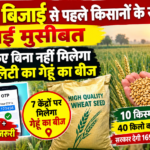 गेहूं की बिजाई से पहले नई मुसीबत, ये काम किए बिना नहीं मिलेगा बीज| High Quality Wheat Seed