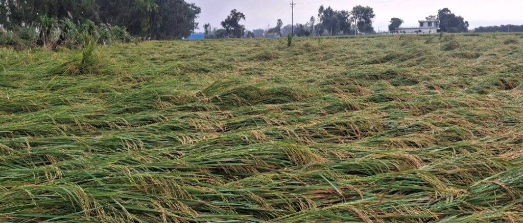 Haryana News: दिन में छाया अंधेरा, मंडी में भीगा हजारों क्विंटल धान! आखिर किसानों के नुकसान का जिम्मेदार कौन? 2 खेतों में बिछी फसल