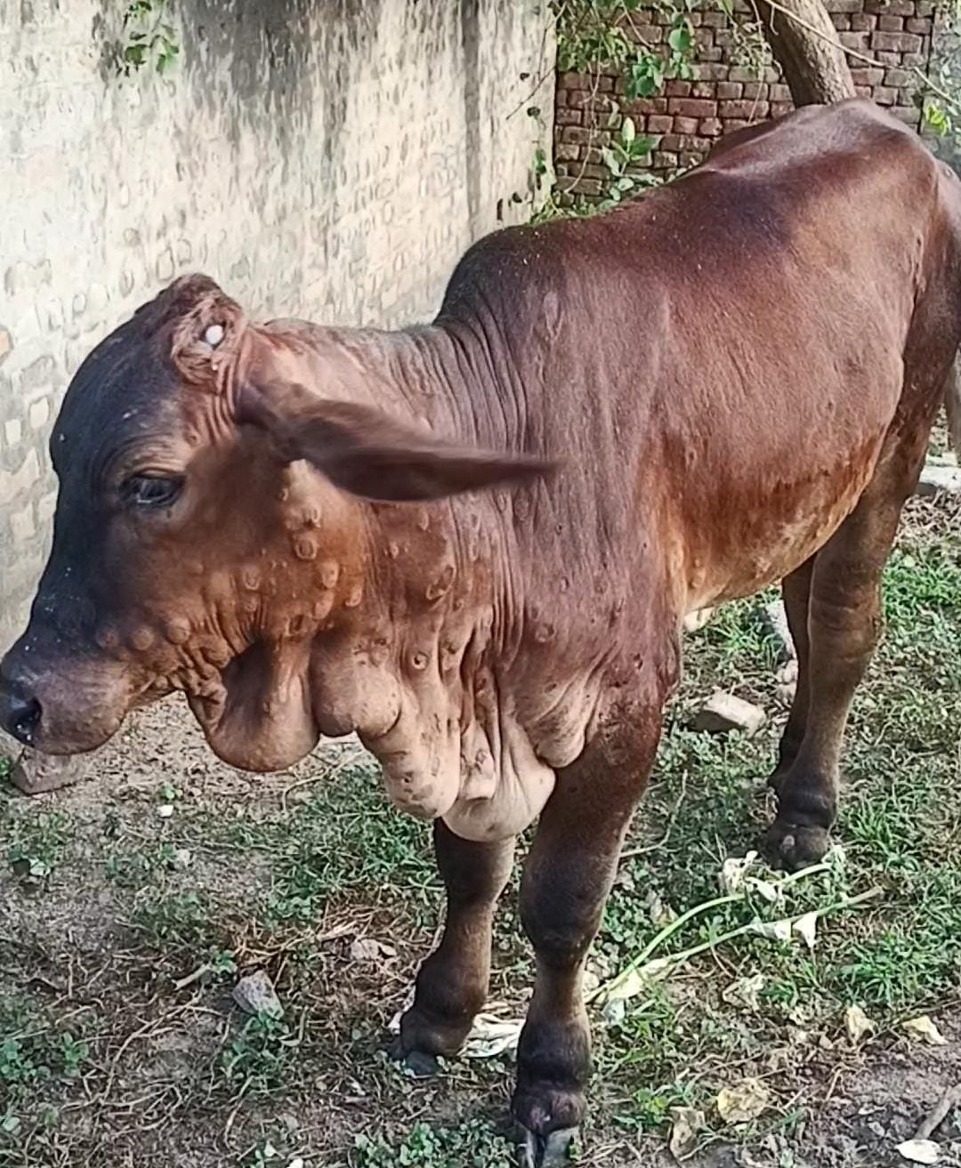 Lumpy Disease in Haryana : राजथल में लंपी बीमारी से एक और गाय की मौत, अब तक चार गायों की मौत