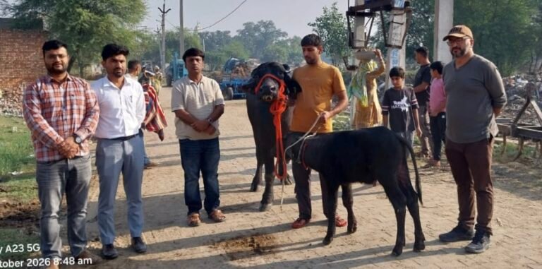 Durga Buffalo World Record : मिर्चपुर की मुर्राह भैंस ‘दुर्गा’ ने 24 घंटे में 41.58 किलोग्राम दूध देकर बनाया नया विश्व कीर्तिमान
