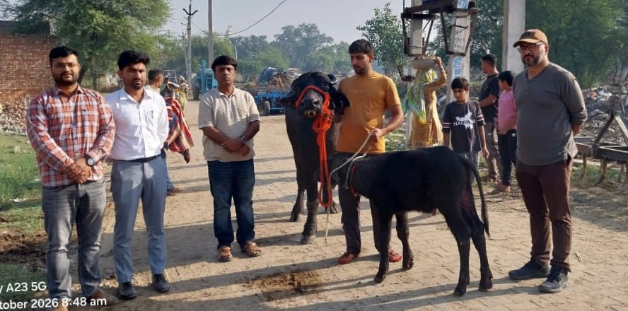 Durga Buffalo World Record : मिर्चपुर की मुर्राह भैंस ‘दुर्गा’ ने 24 घंटे में 41.58 किलोग्राम दूध देकर बनाया नया विश्व कीर्तिमान