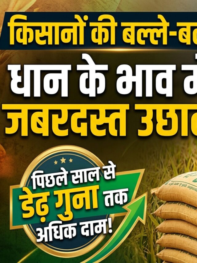 Haryana Paddy Rate: धान के भाव में भारी उछाल