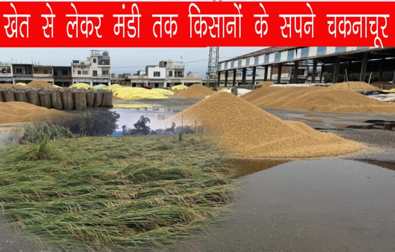 अनाज मंडी में बारिश से भीगी धान की फसल