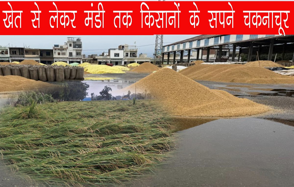 अनाज मंडी में बारिश से भीगी धान की फसल