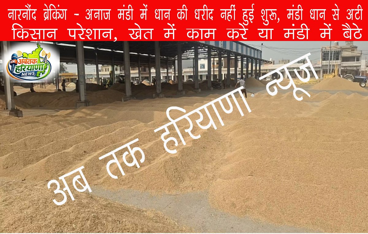 नारनौंद अनाज मंडी में धान खरीद शुरू नहीं, 45 हजार क्विंटल फसल जमा